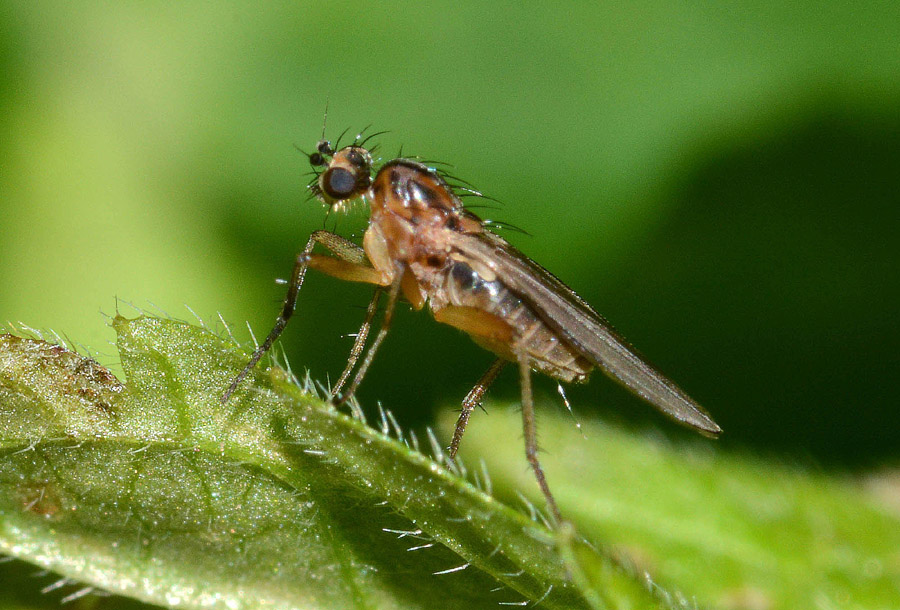 Lonchopteridae:  Lonchoptera sp.